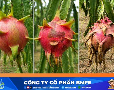 Kỹ thuật giúp thanh long lên màu đẹp và bí quyết giữ tai xanh