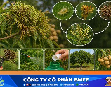 Quản lý bệnh chổi rồng trên cây nhãn và cách phòng trừ