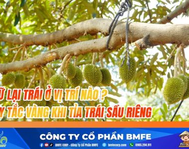 GIỮ LẠI TRÁI Ở VỊ TRÍ NÀO? QUY TẮC 