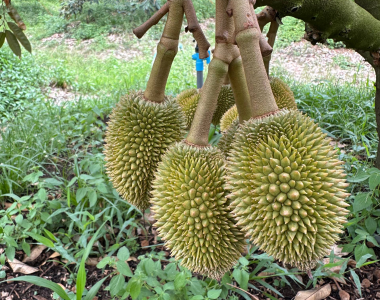 Quy Trình Xử Lý Sầu Riêng Nghịch Vụ Hiệu Quả | Kỹ Thuật BMFE