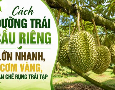 Cách dưỡng trái sầu riêng lớn nhanh, cơm vàng, hạn chế rụng trái