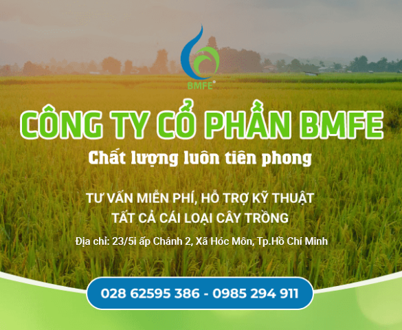 Công Ty Cổ Phần BMFE