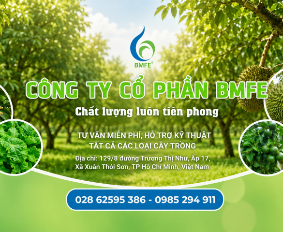 ក្រុមហ៊ុនភាគហ៊ុនរួម BMFE