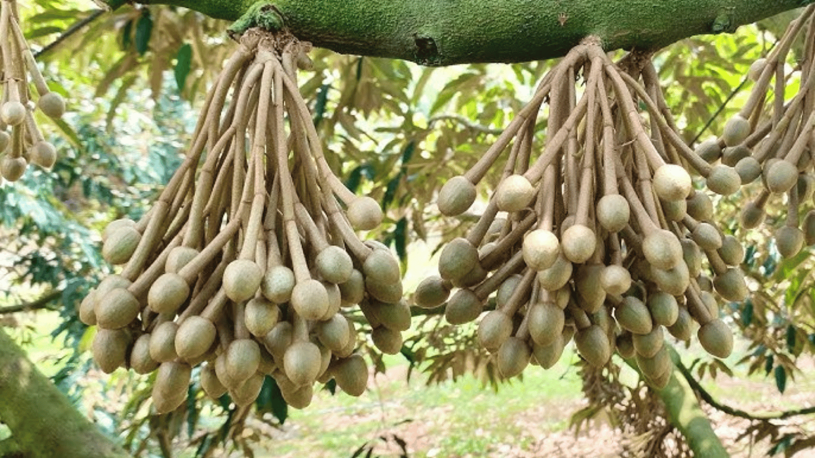 Kết quả việc áp dụng phác đồ điều trị tuyến trùng sầu riêng 