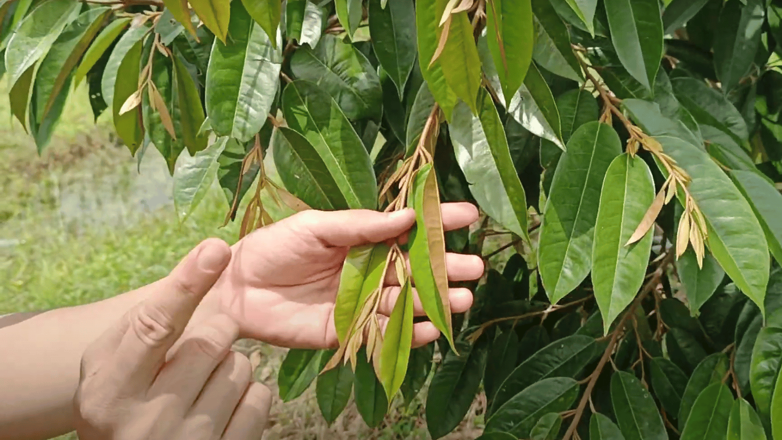 Kết quả sau khi áp dụng phác đồ điều trị khô cành chết ngọn sầu riêng