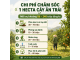 Chi Phí Chăm Sóc 1 Hecta Cây Ăn Trái Mỗi Vụ