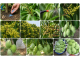 Kỹ thuật kích hoa nghịch vụ cho cây ăn trái trúng đậm giá cao