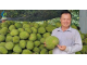 Cách xử lý dứt điểm bệnh vàng lá thối rễ sầu riêng từ câu chuyện thực tế của chú Năm