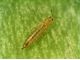 បូឡាខ់ (STENCHAETOTHRIPS BIFORMIS) បំផ្លាញស្រូវ៖ ការទទួលស្គាល់ រោគសញ្ញា និងវិធានការប្រឆាំង