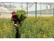 Thị trường cây giống Lâm Đồng “vàng thau lẫn lộn” cản trở xuất khẩu