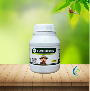 SEAWEED CABO – Chiết Xuất Rong Biển Giúp Cây Khỏe Rễ, Bung Đọt, Tăng Đậu Trái Bền Vững